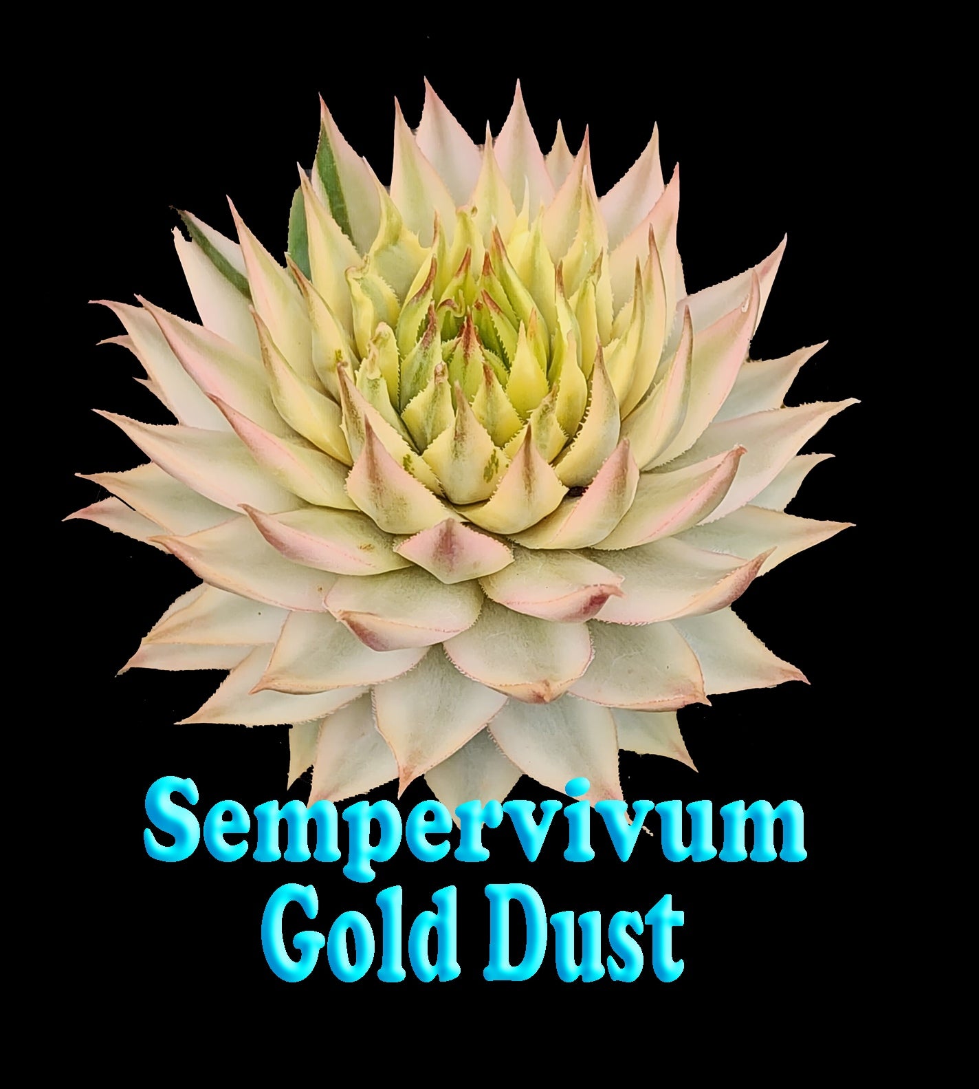 Sempervivum 'Gold Dust'  66mm Pot  video