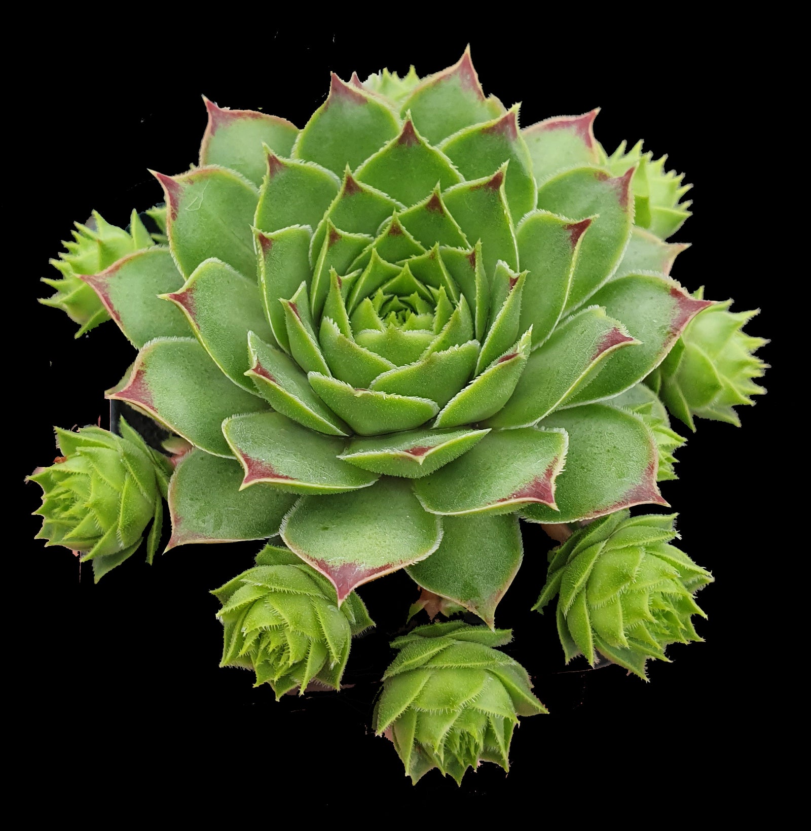 Sempervivum 'Lime Light'