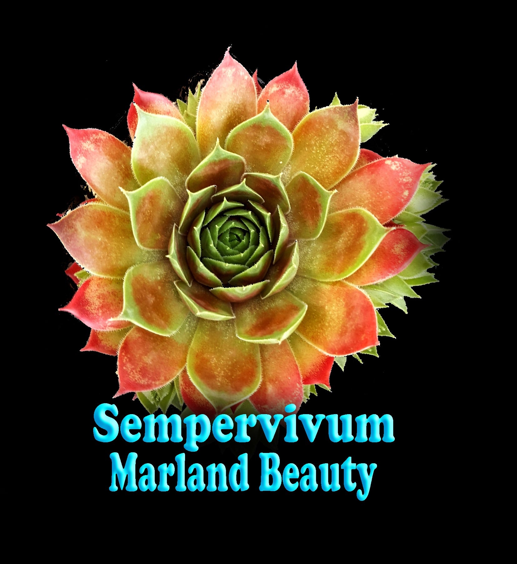 Sempervivum 'Marland Beauty'