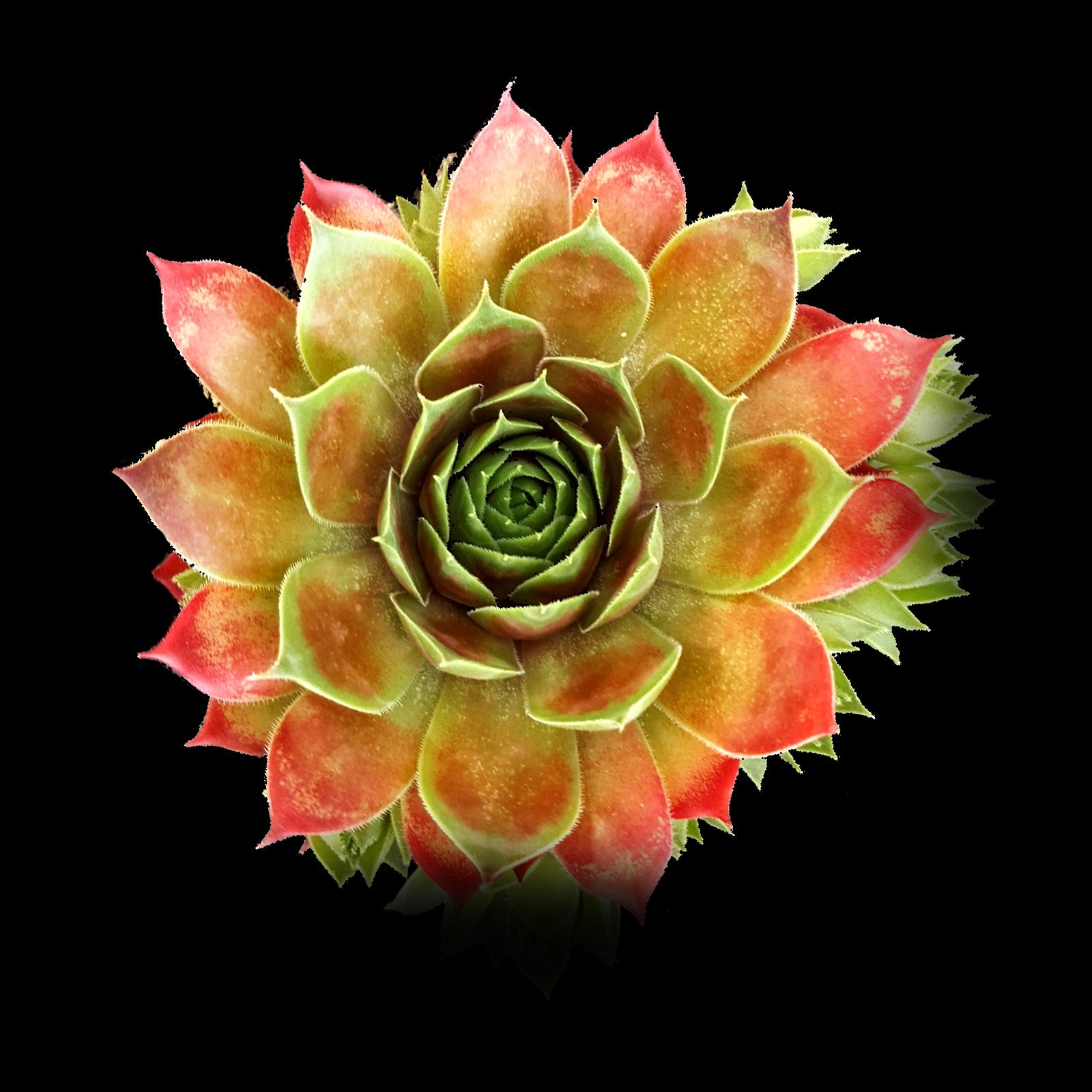 Sempervivum 'Marland Beauty'