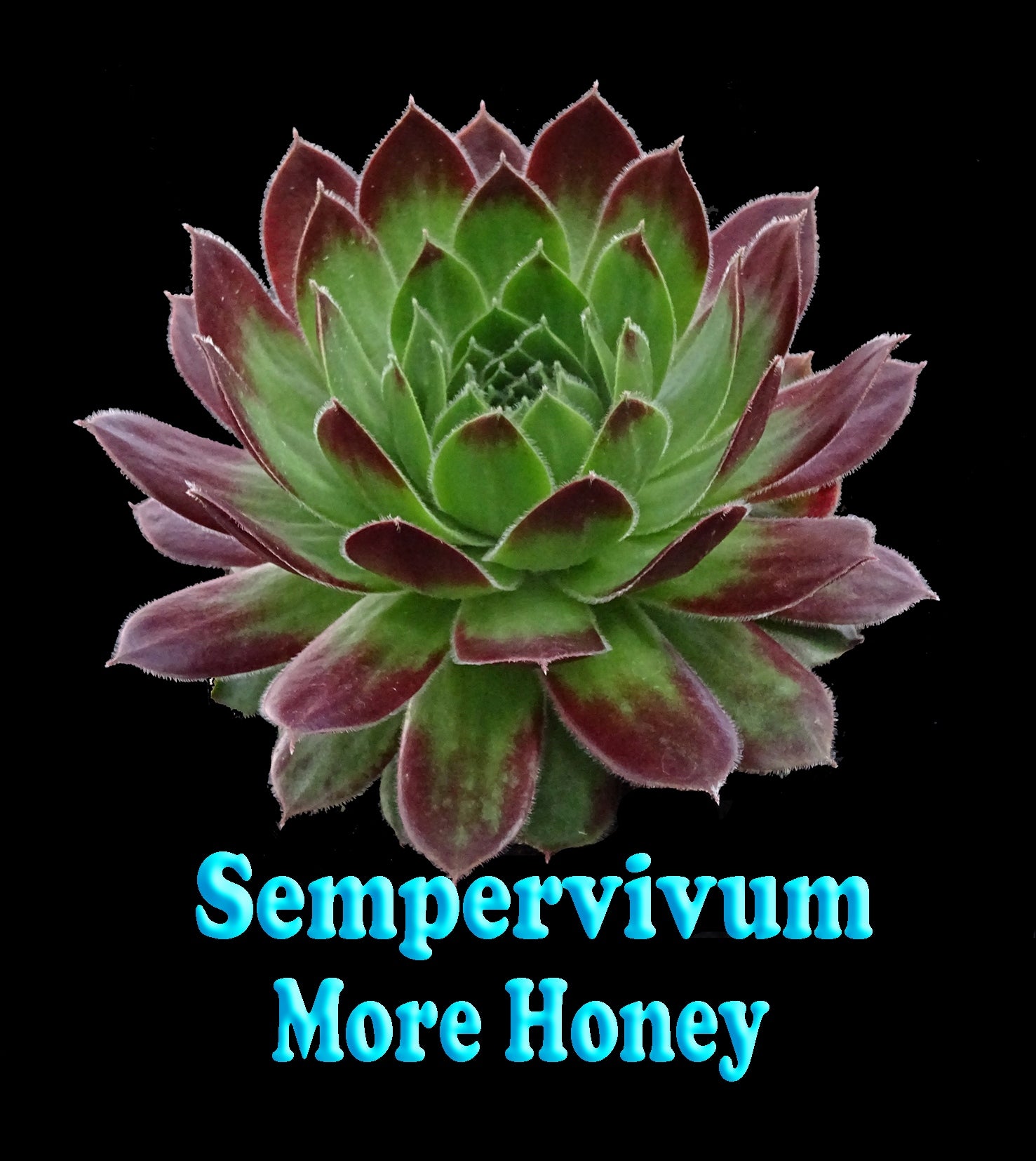 Sempervivum 'More Honey'