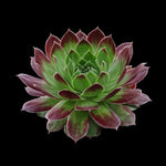 Sempervivum 'More Honey'