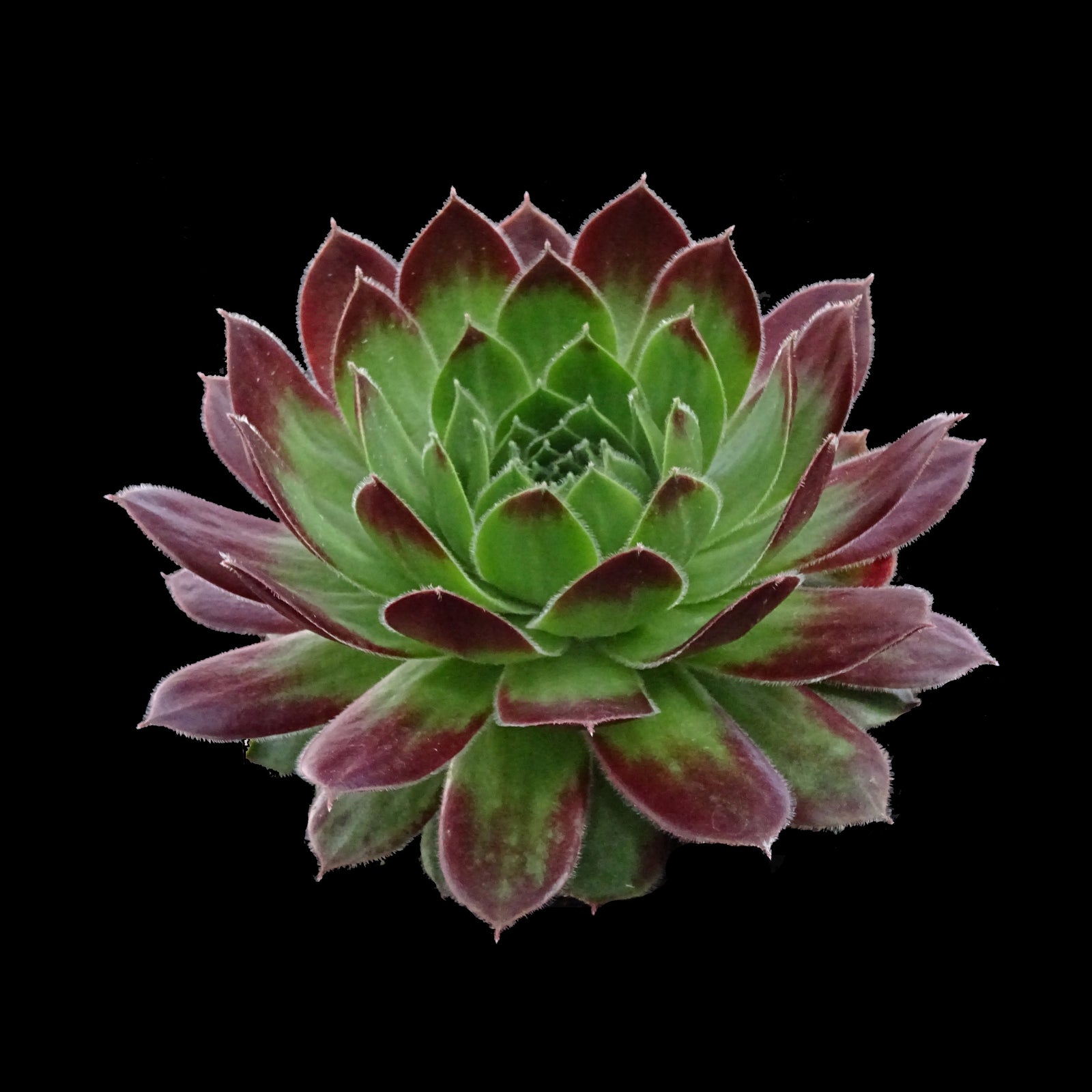 Sempervivum 'More Honey'