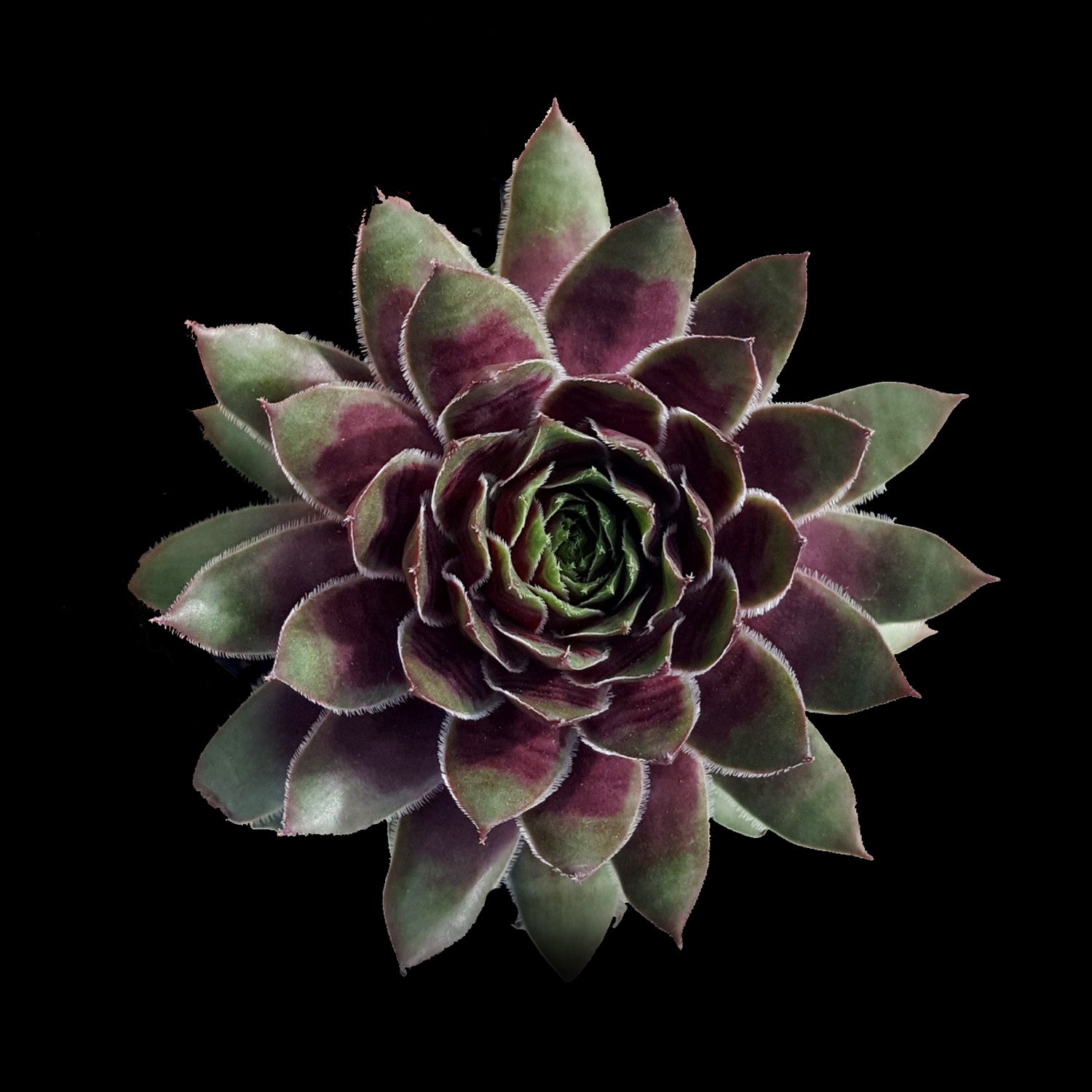 Sempervivum 'Purple Dazzler'