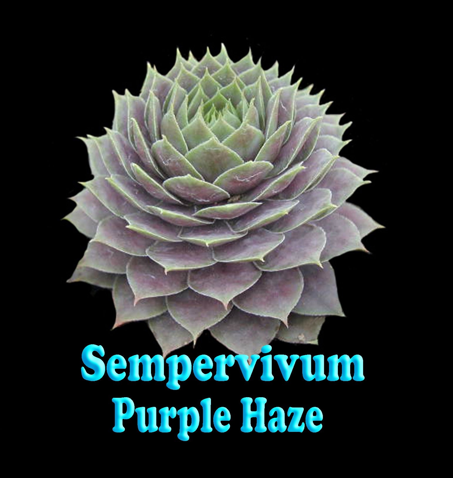 Sempervivum 'Purple Haze' - Dazzlingly Deep Purple Houseleek