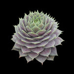 Sempervivum 'Purple Haze' - Dazzlingly Deep Purple Houseleek