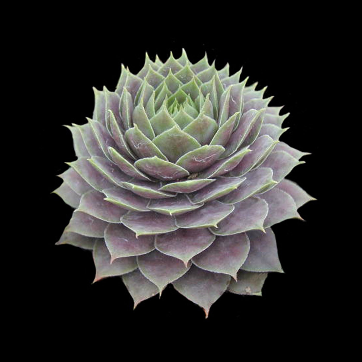 Sempervivum 'Purple Haze'