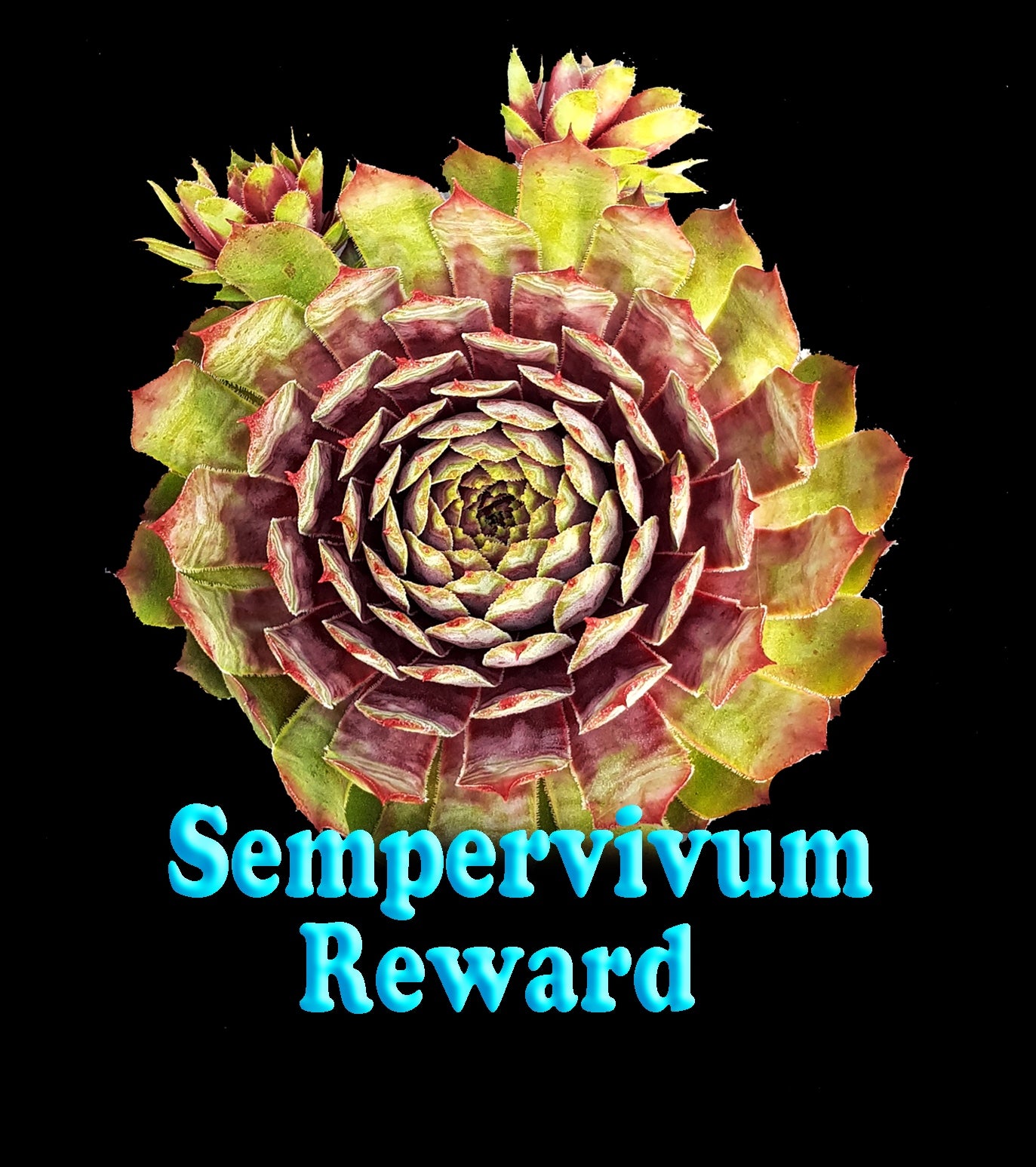 Sempervivum 'Reward'