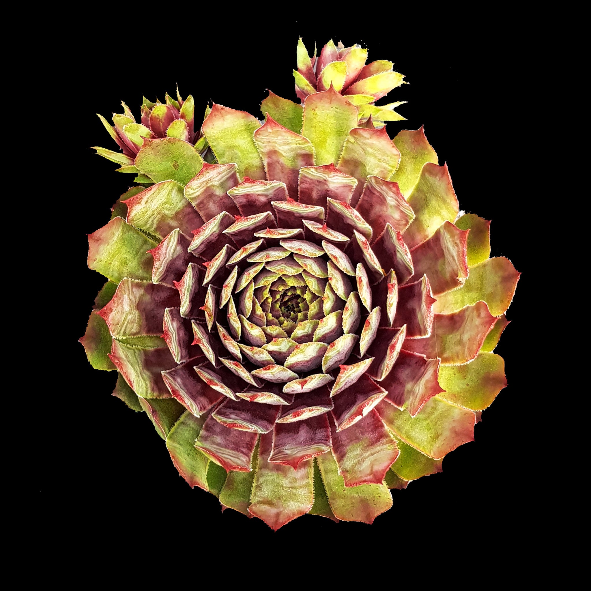 Sempervivum 'Reward'