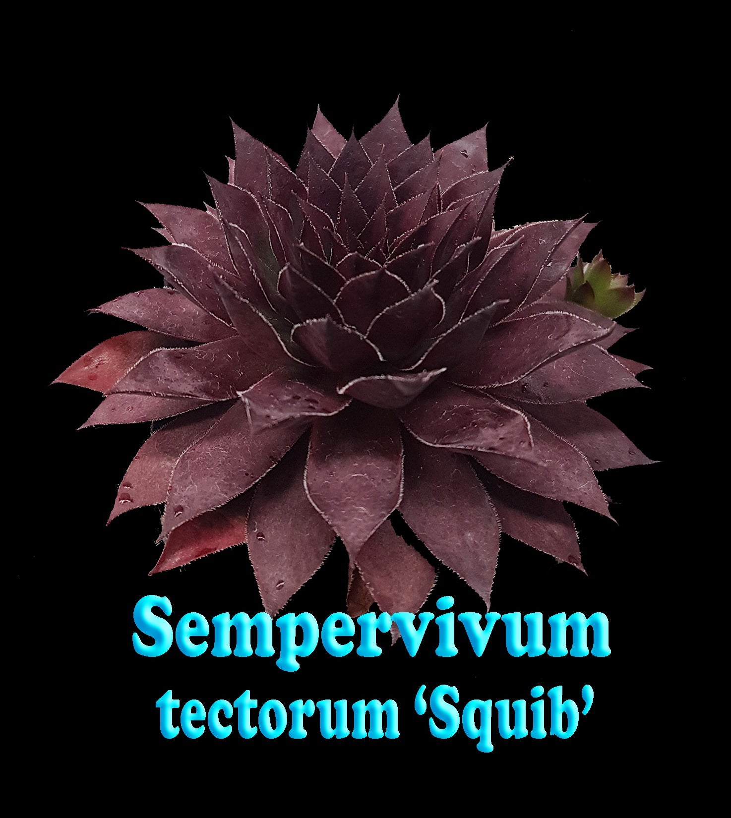 Sempervivum tectorum 'Squib'