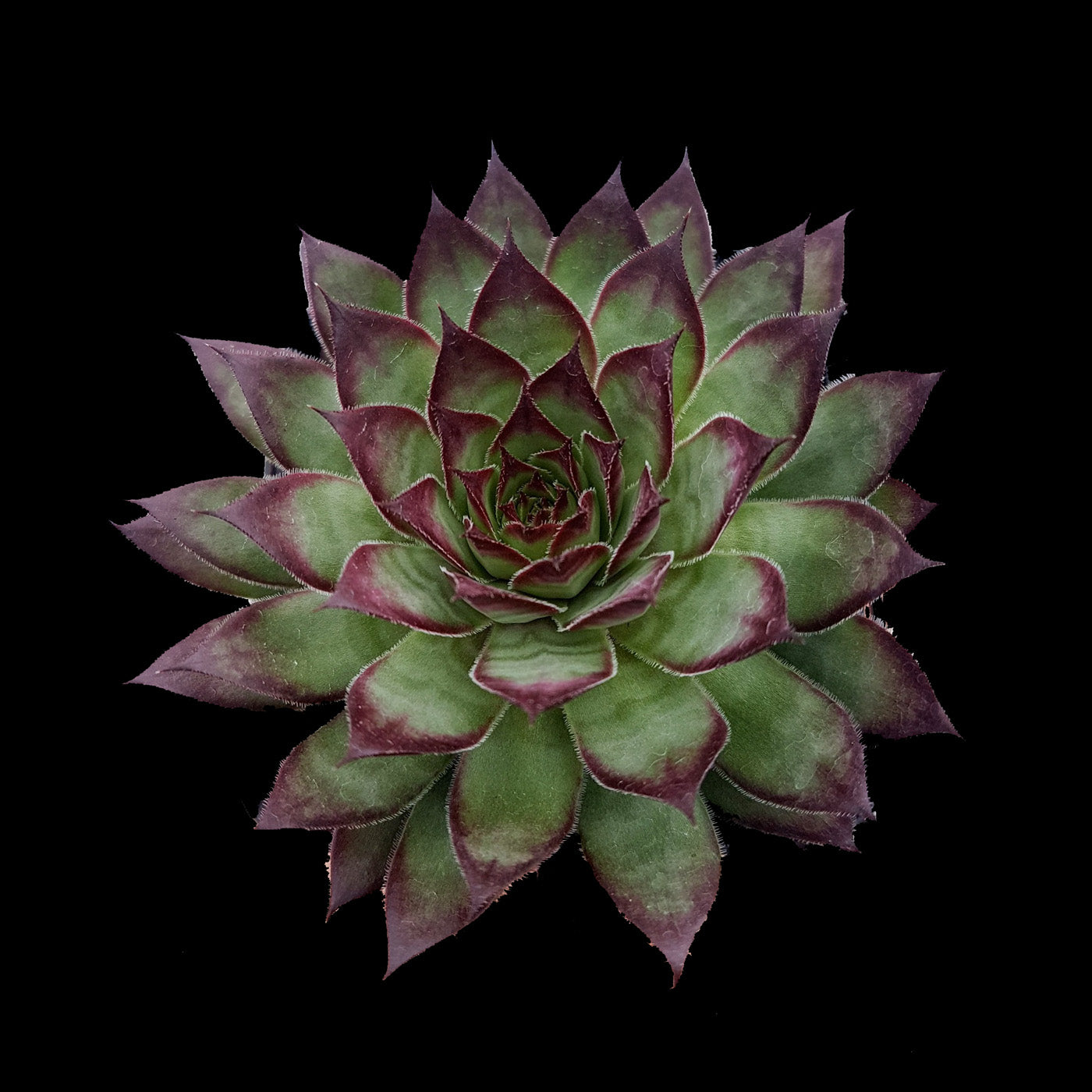 Sempervivum 'Bronco'