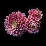 Sempervivum 'Weightons Red'