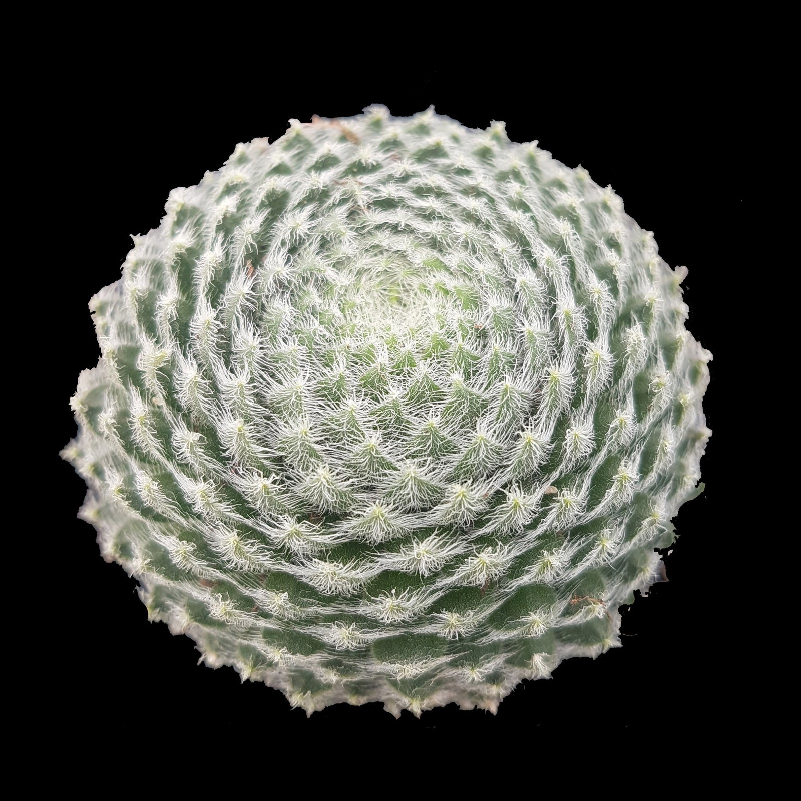 Sempervivum ciliosum
