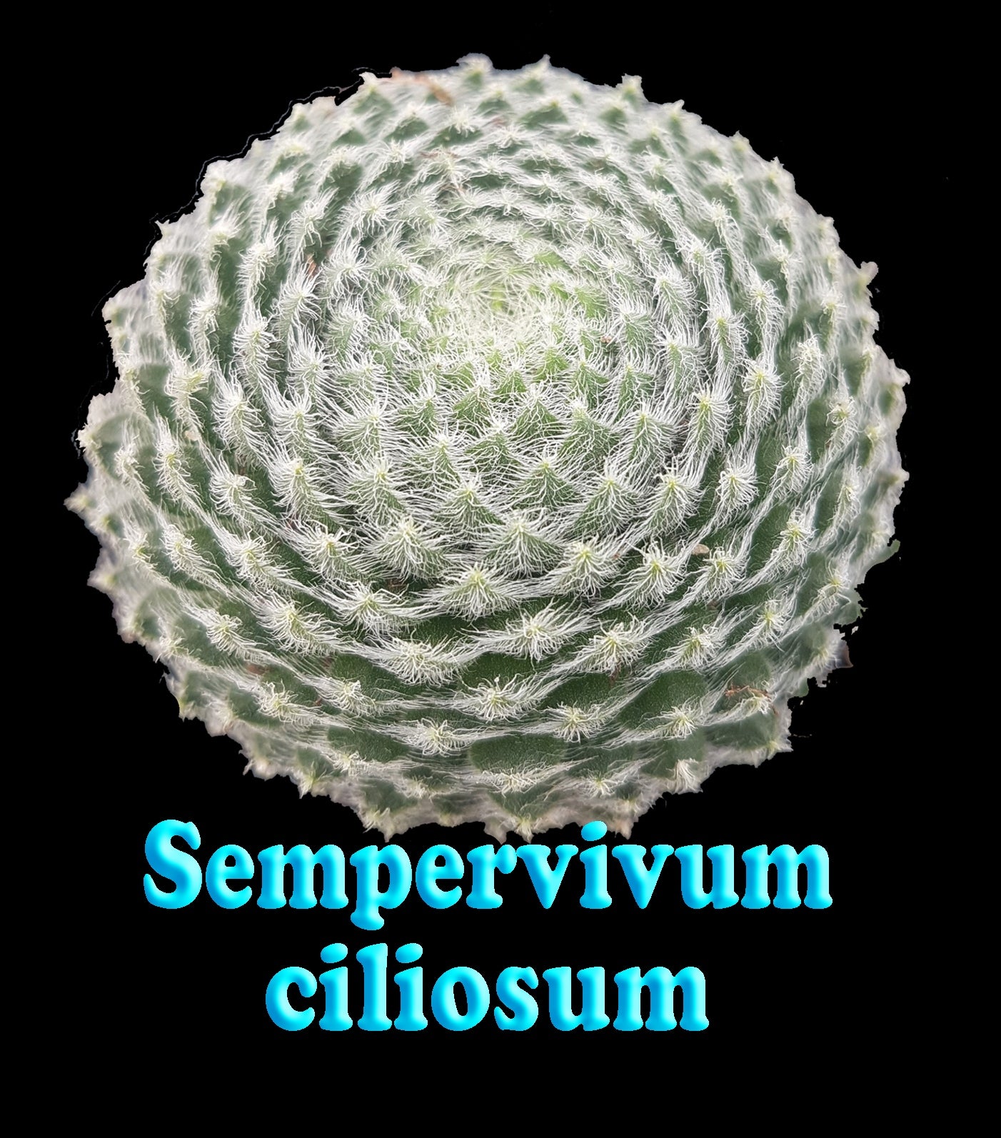 Sempervivum ciliosum 66mm Pot