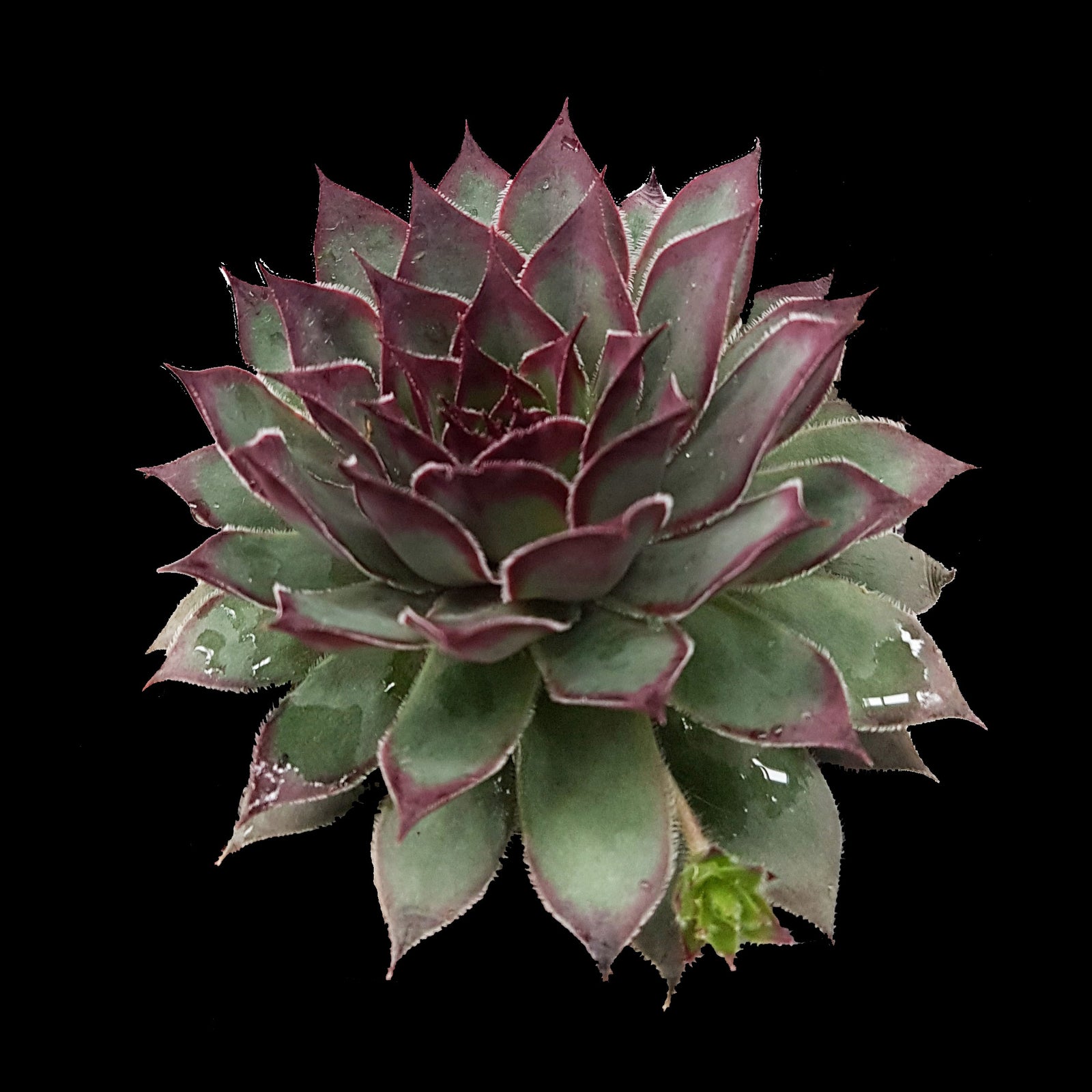 Sempervivum 'Pacific Purple Shadows' - Enchanting Hardy Succulent