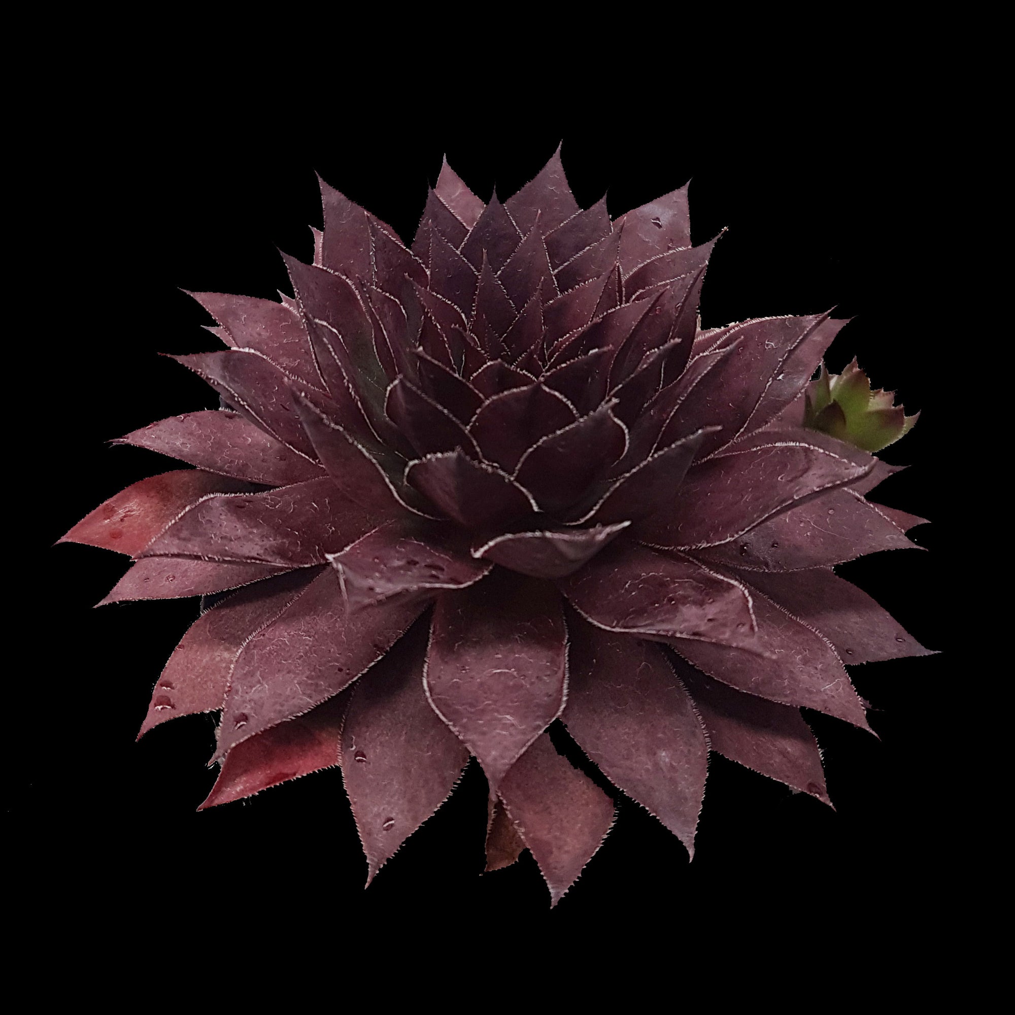 Sempervivum tectorum 'Squib'