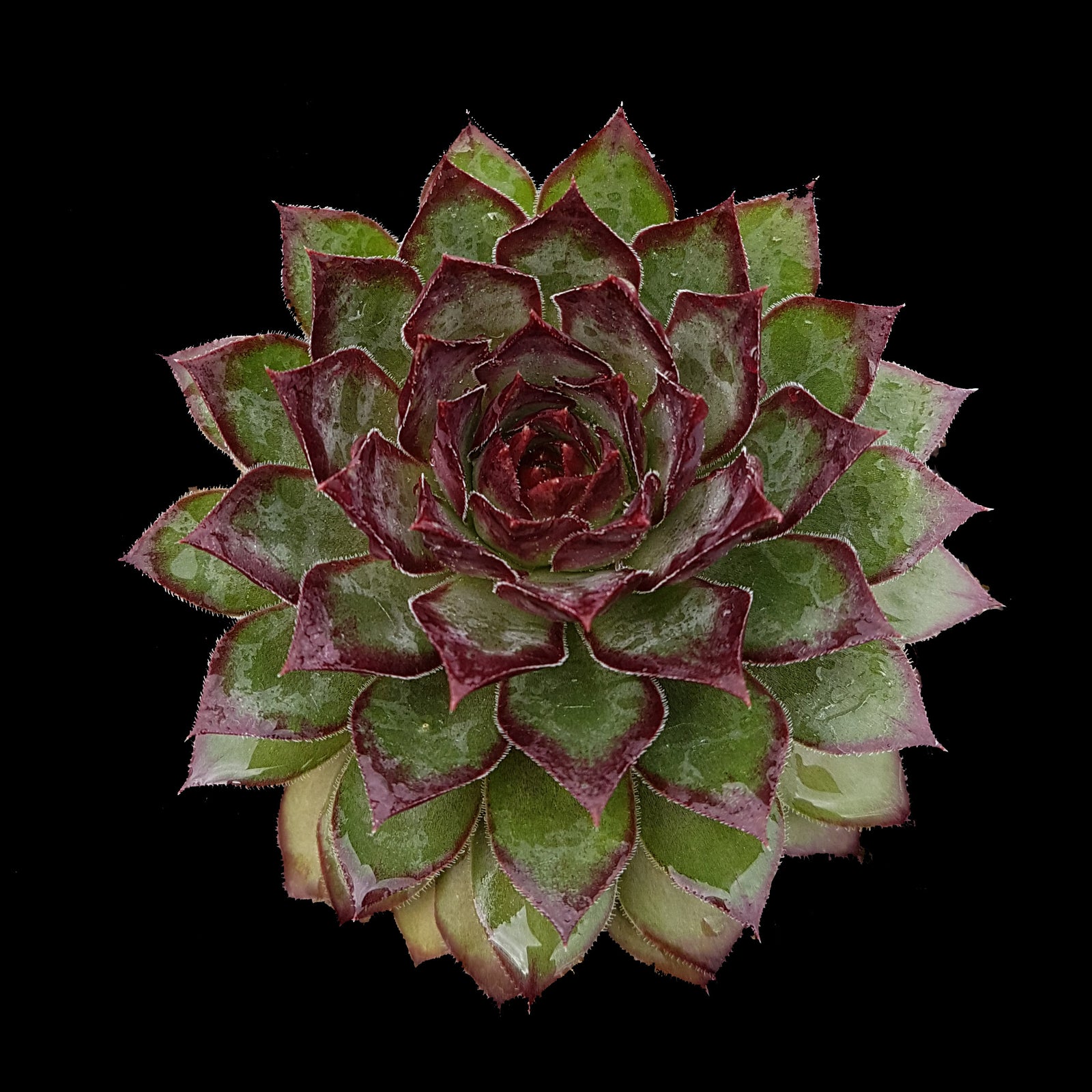Sempervivum 'Lioness'