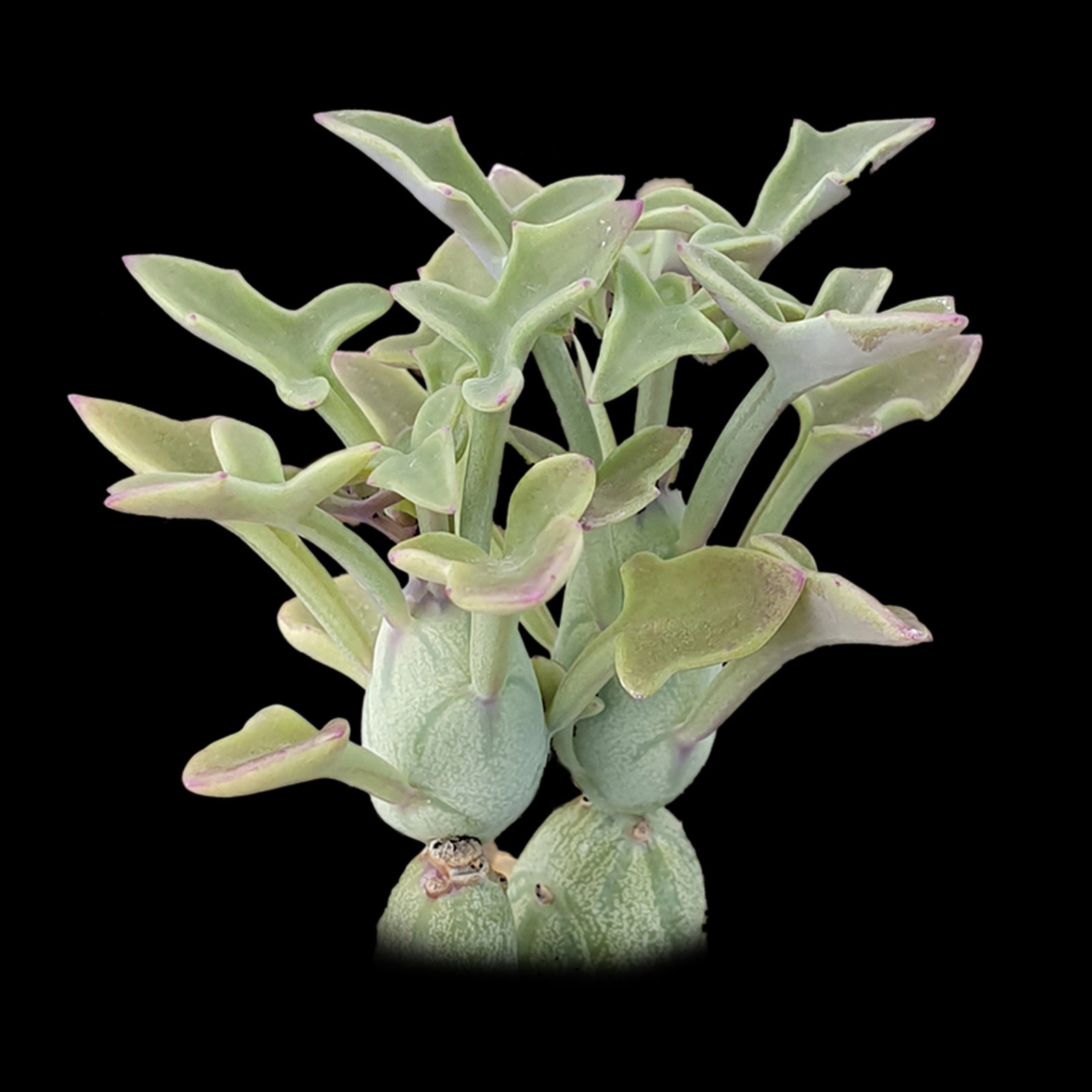 Senecio articulatus