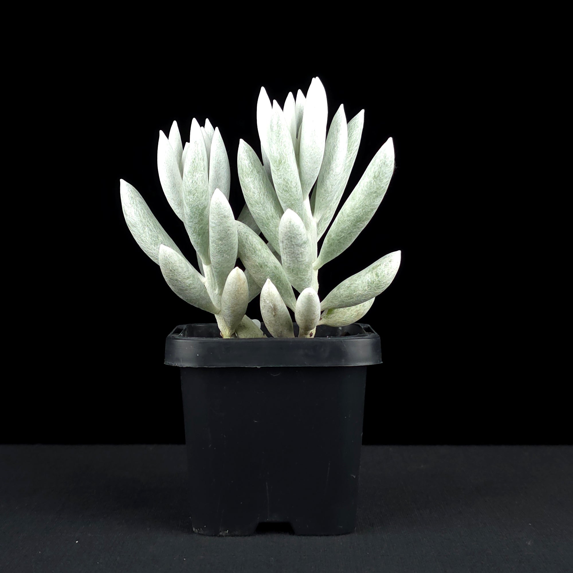 Senecio haworthii - The Cocoon Plant