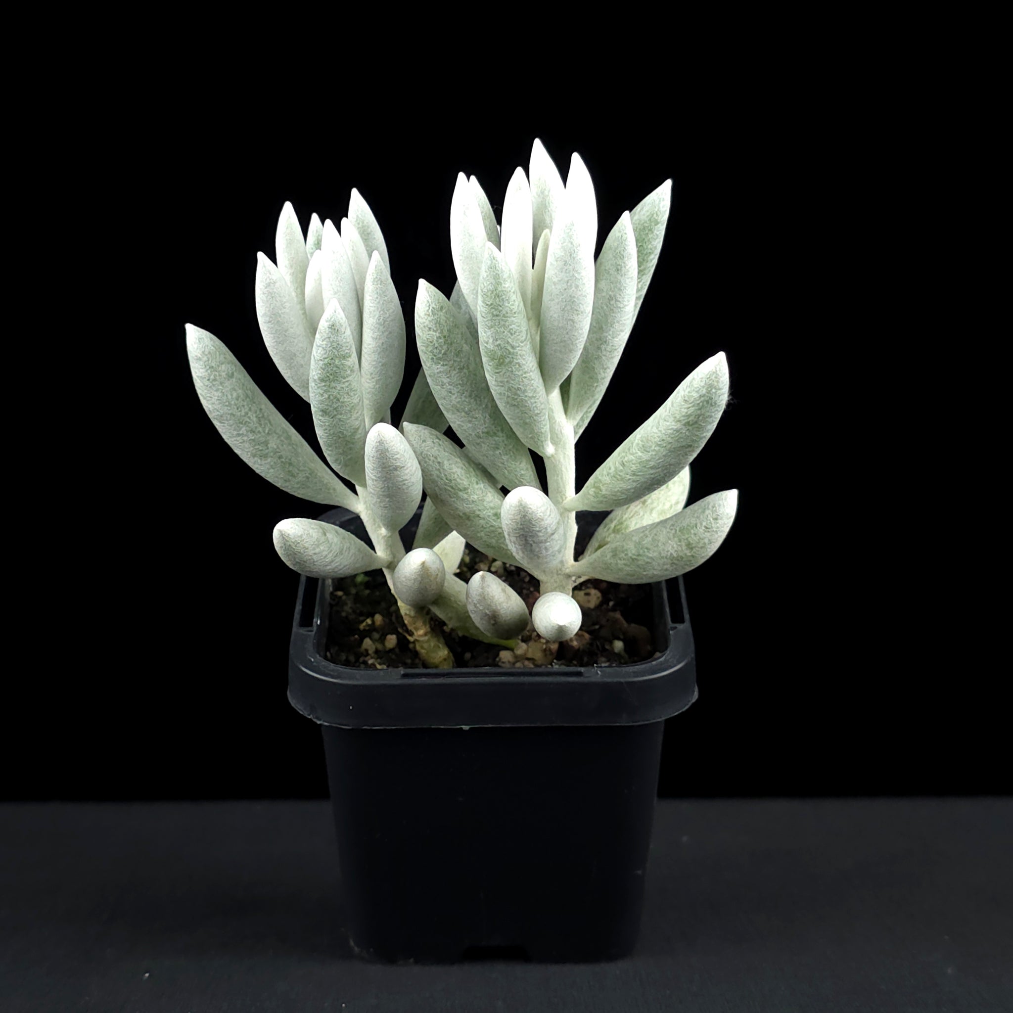 Senecio haworthii - The Cocoon Plant