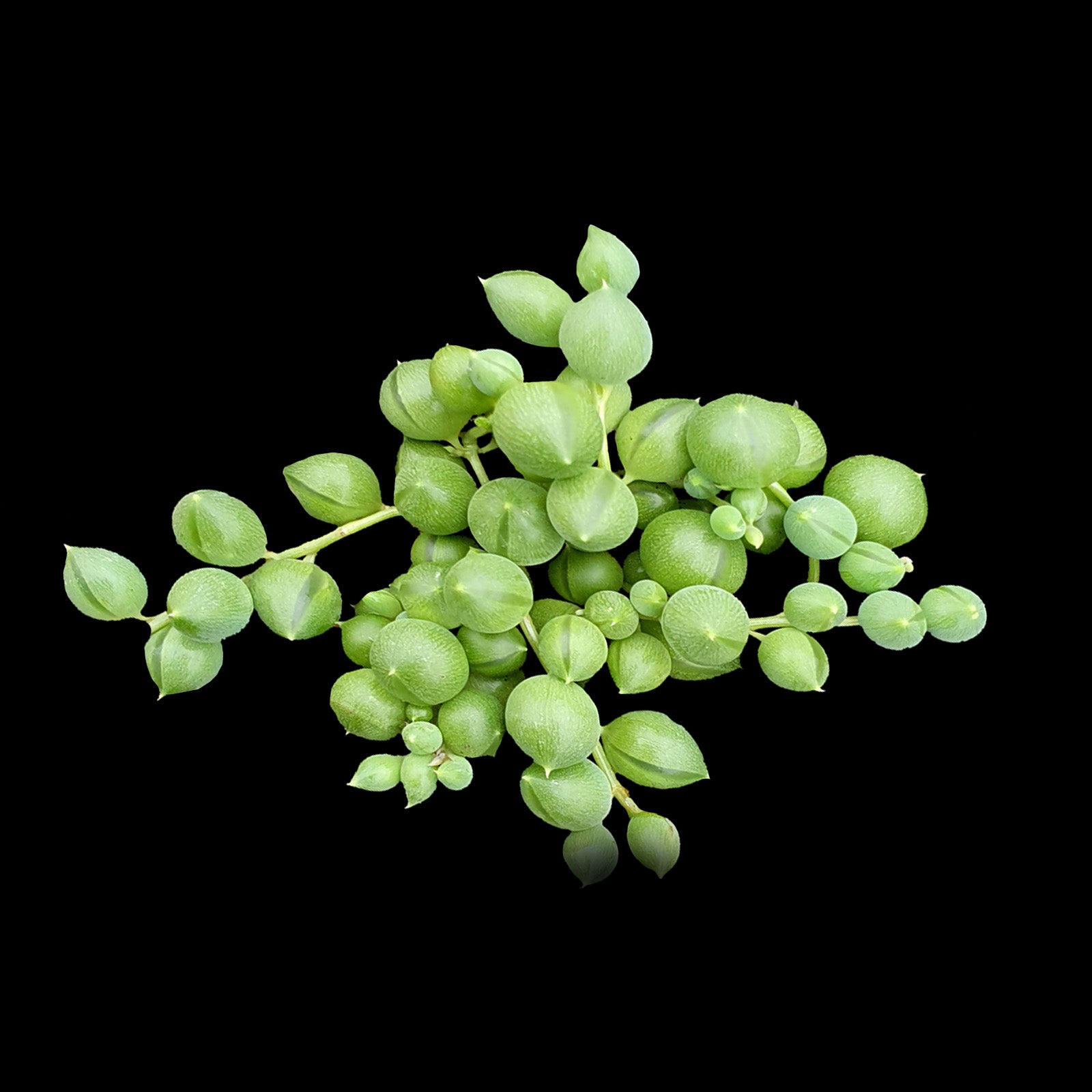 Senecio rowleyanus 'String of Pearls'