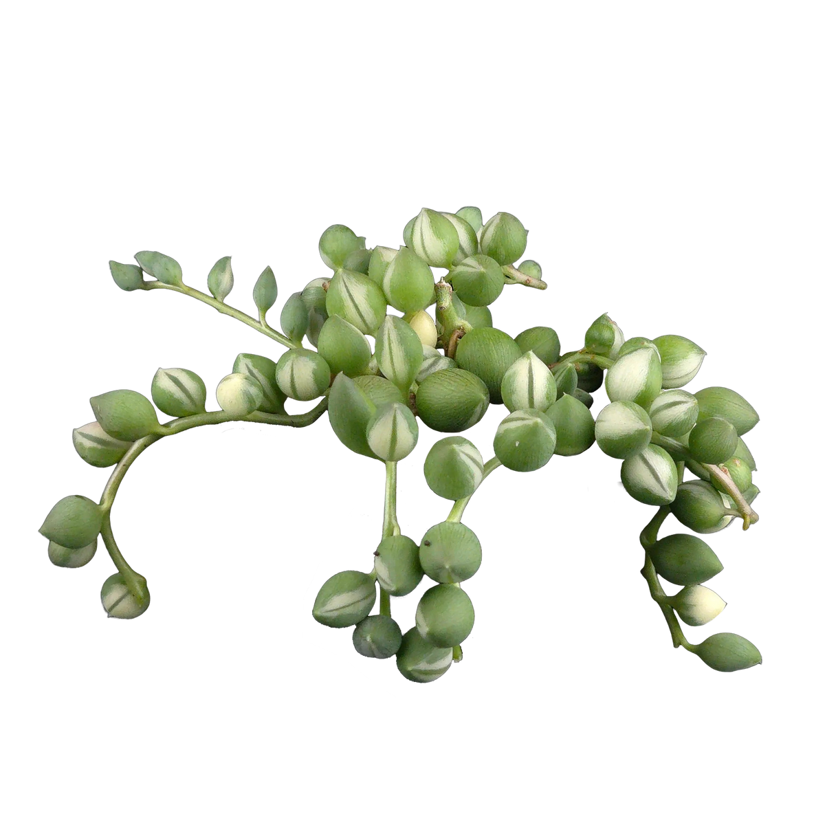 Senecio rowleyanus ‘Weeping Angel’