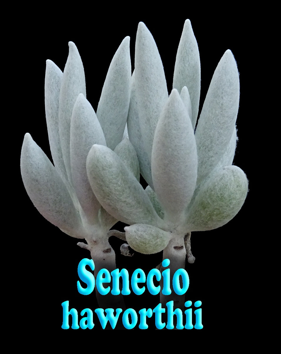 Senecio haworthii