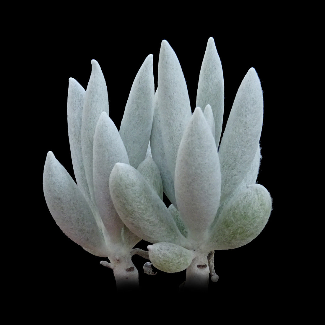 Senecio haworthii