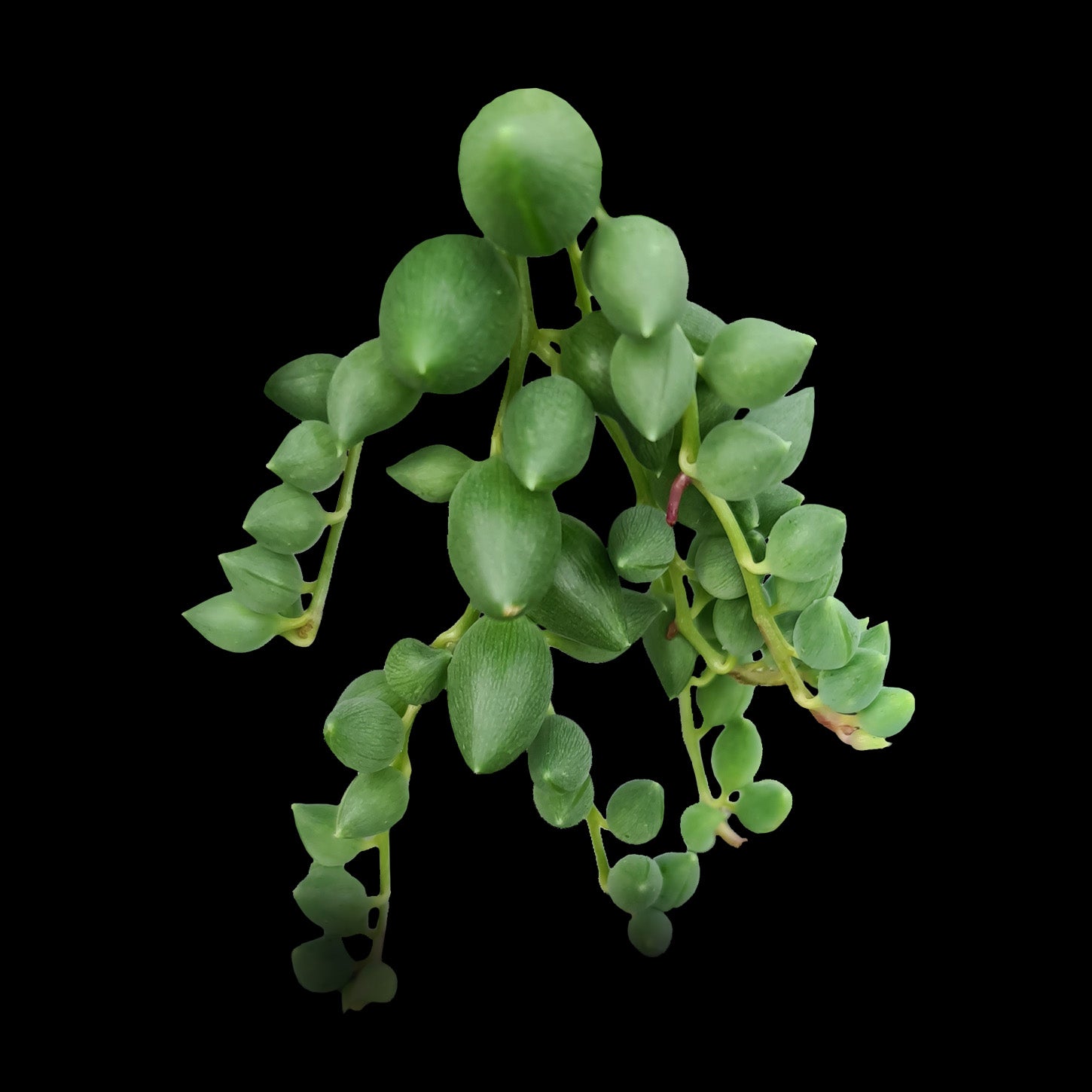 String of Pearls Four Pack