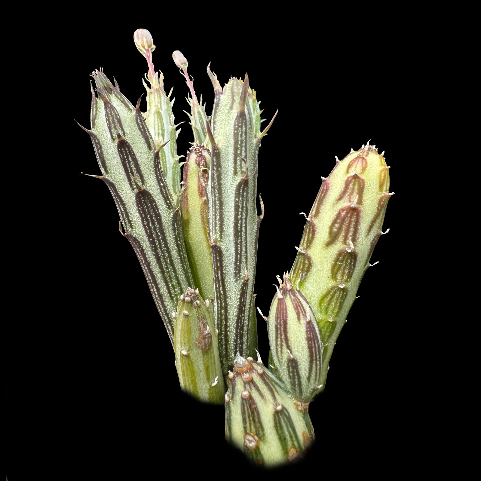 Kleinia stapeliiformis