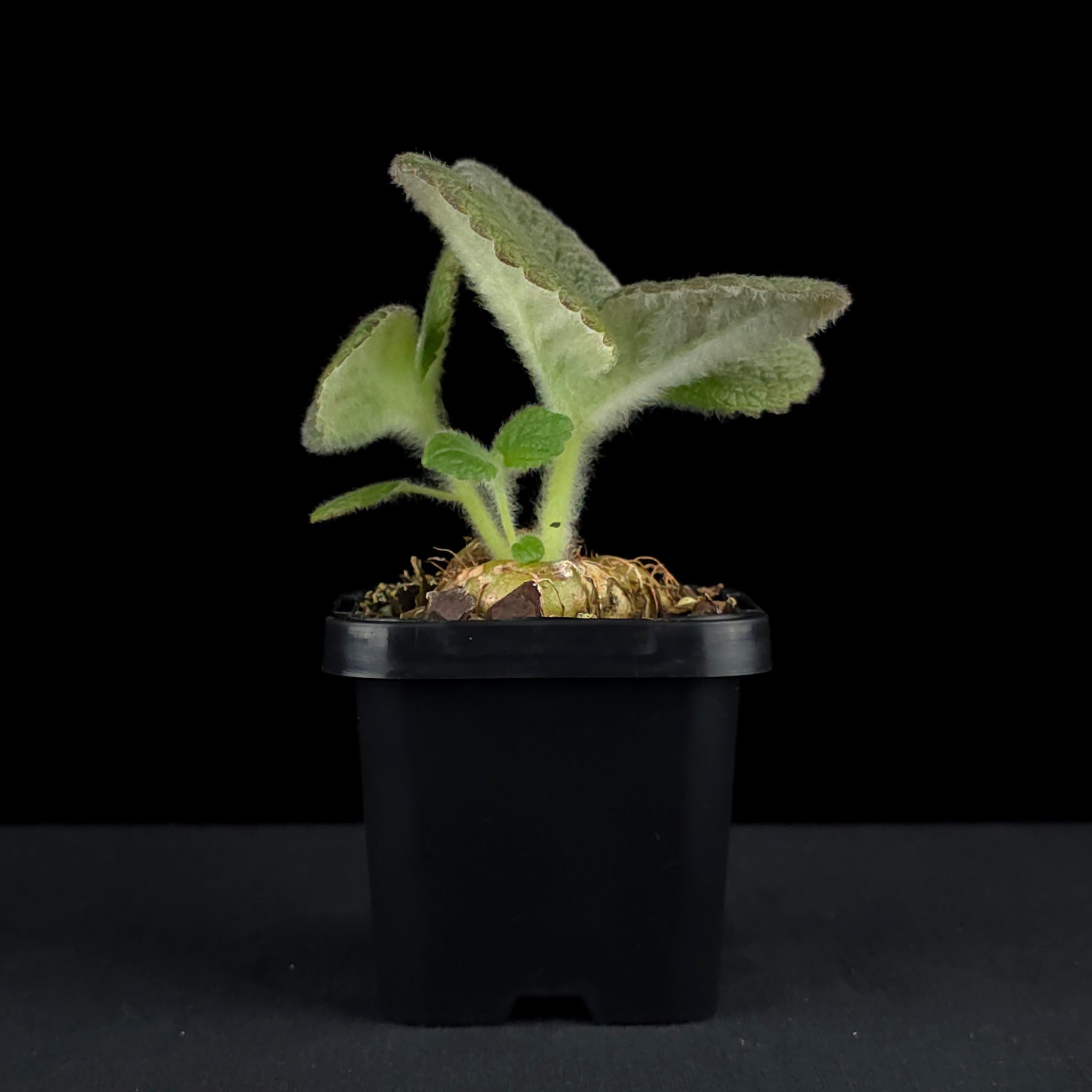 Sinningia 'Crushed Velvet' (bullata x leucotricha)