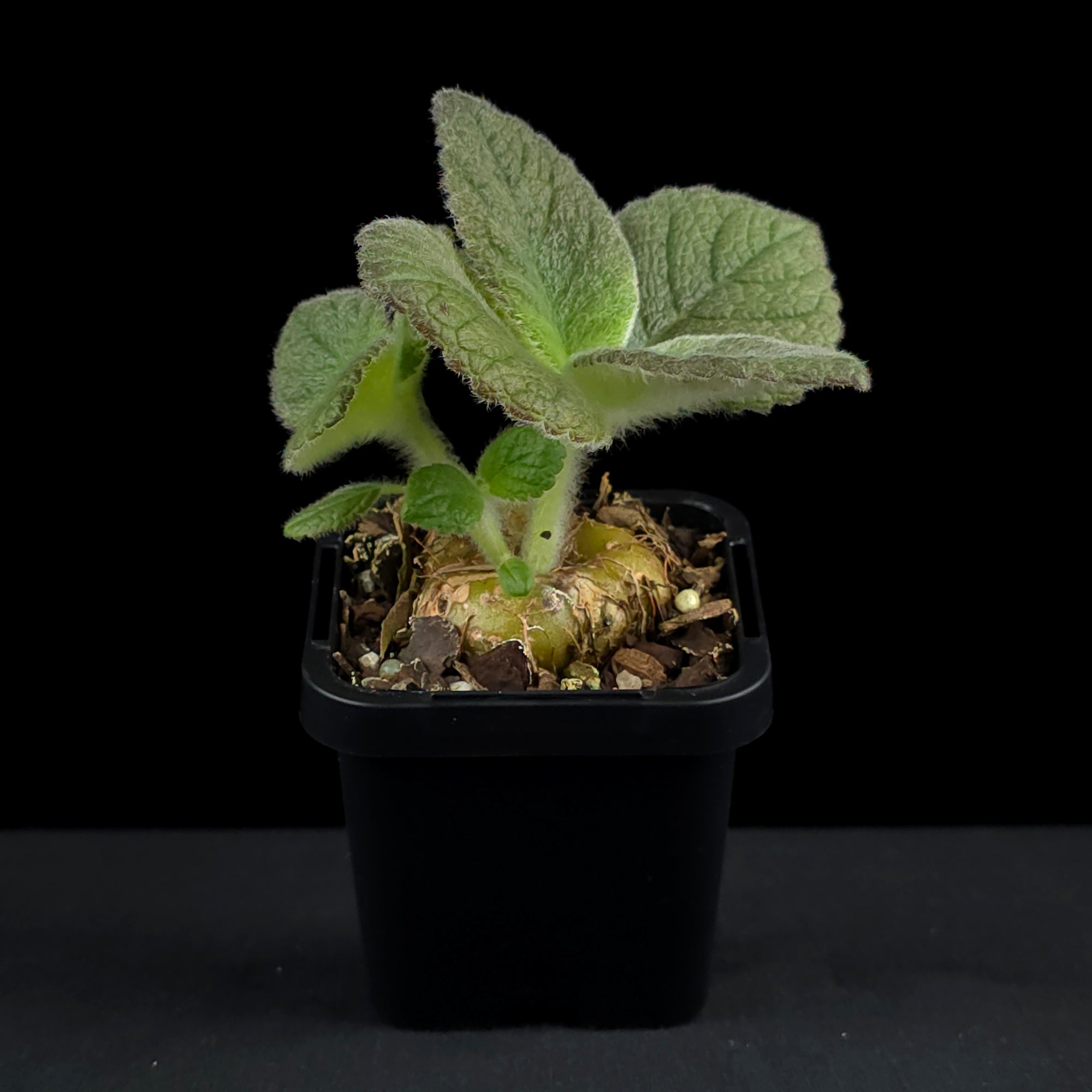 Sinningia 'Crushed Velvet' (bullata x leucotricha)