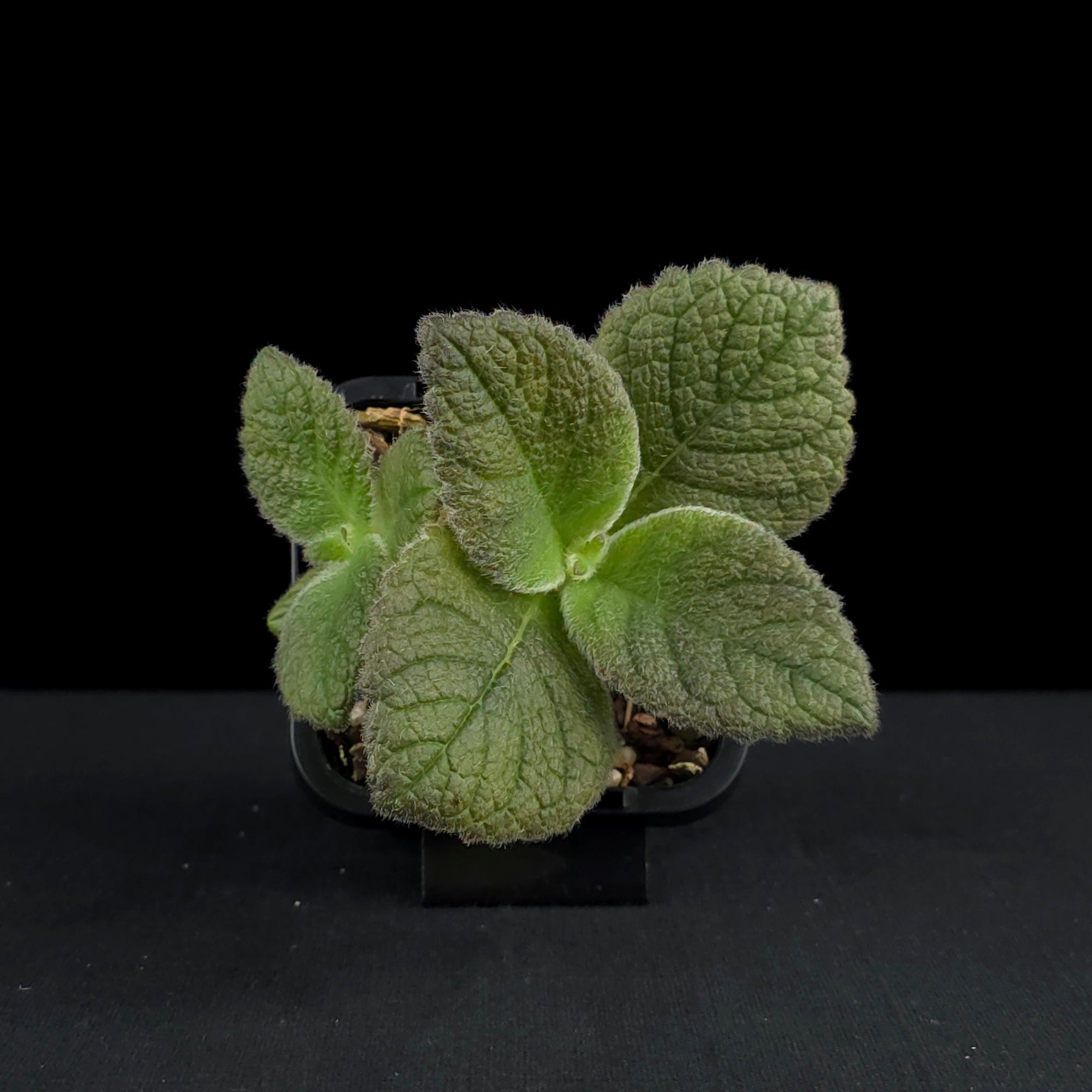 Sinningia 'Crushed Velvet' (bullata x leucotricha)