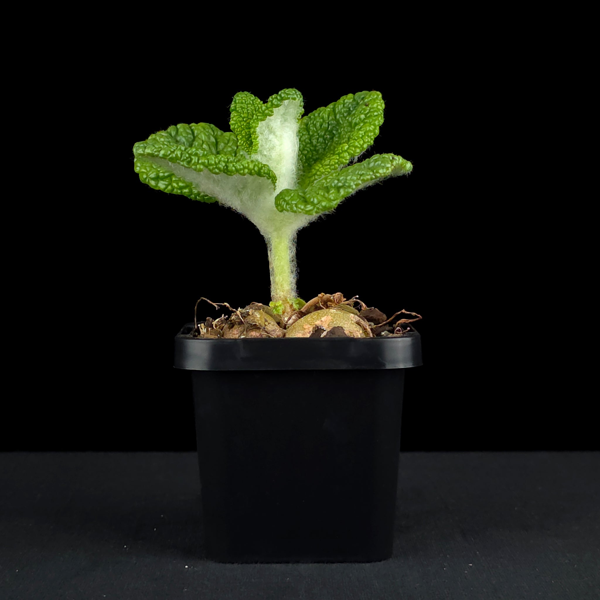 Sinningia bullata 'Emerald Forest'