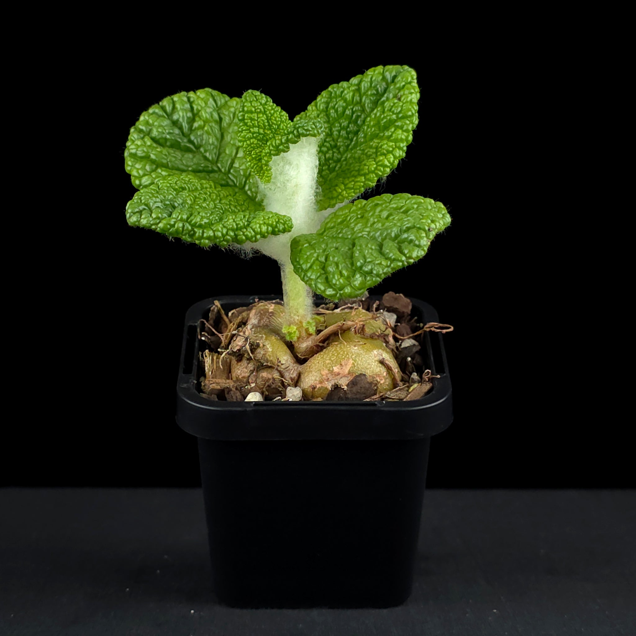 Sinningia bullata 'Emerald Forest'