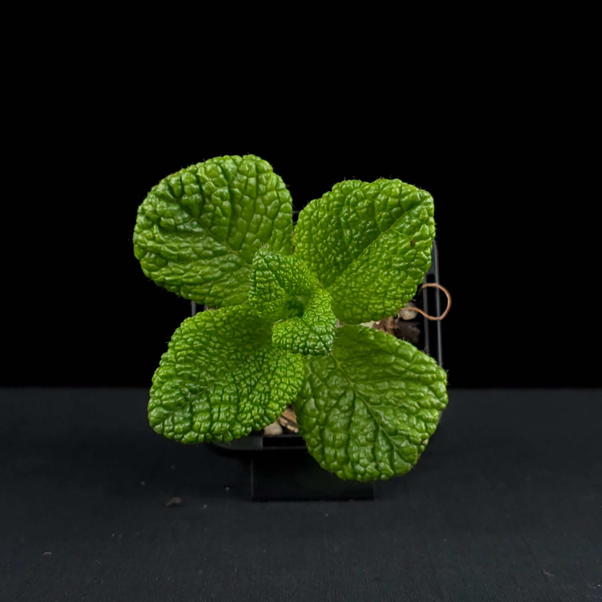 Sinningia bullata 'Emerald Forest'