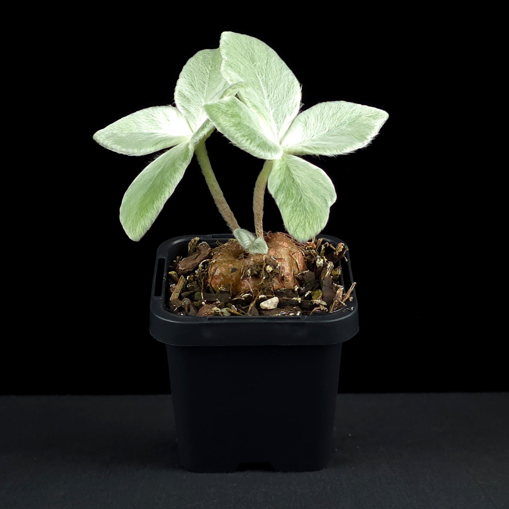 Sinningia leucotricha 'Brazillian Edelweiss'