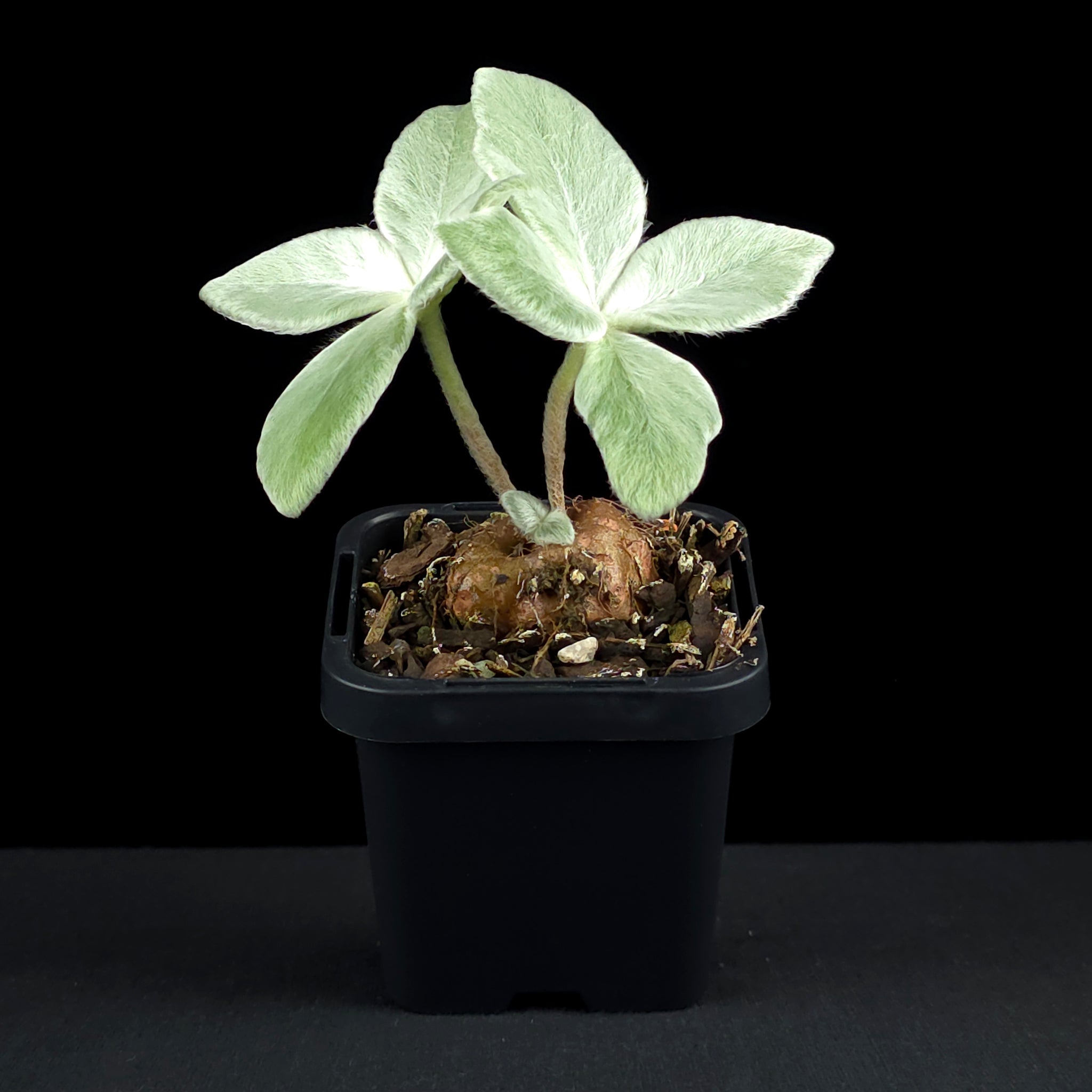 Sinningia leucotricha 'Brazillian Edelweiss'