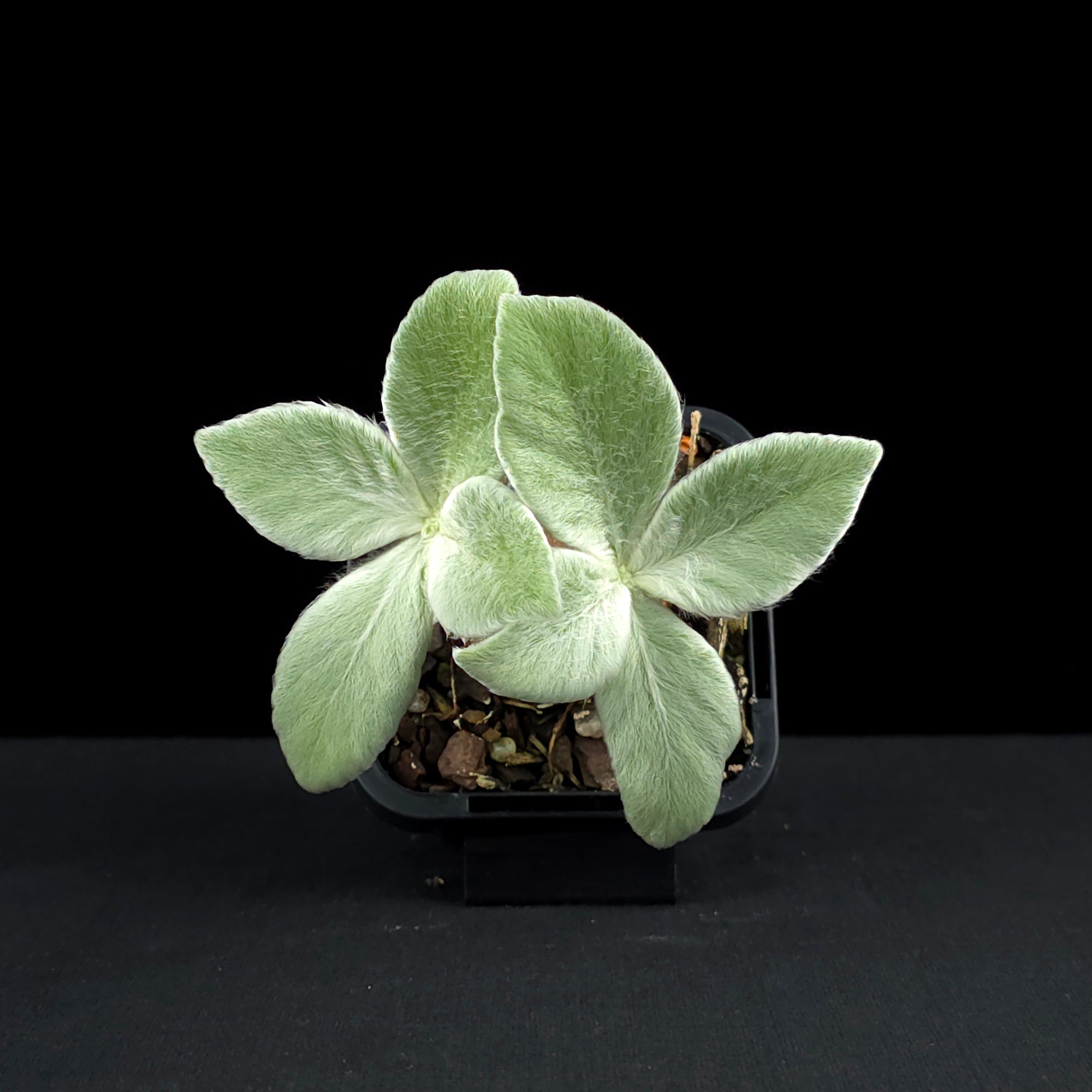 Sinningia leucotricha 'Brazillian Edelweiss'