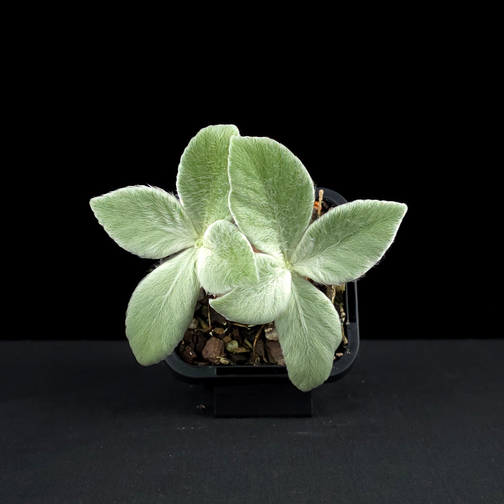 Sinningia leucotricha 'Brazillian Edelweiss'