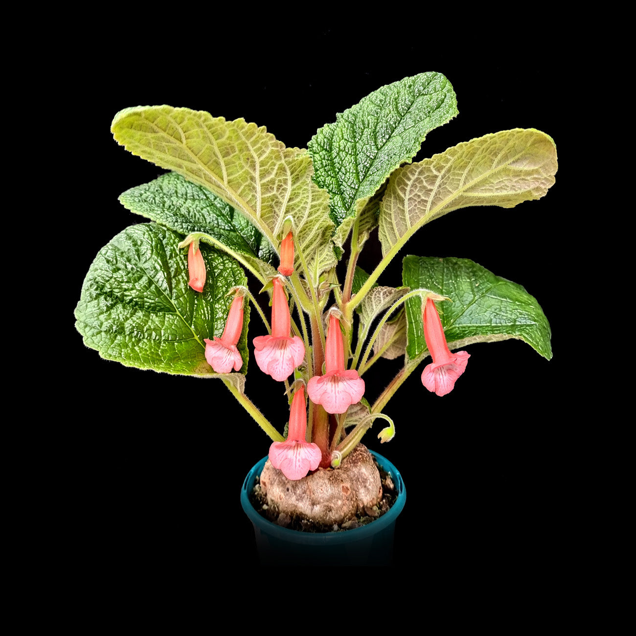 Sinningia eumorpha x bullata hybrid