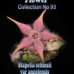 Stapelia schinzii var. angolensis Starfish Flower – Collection No. 93
