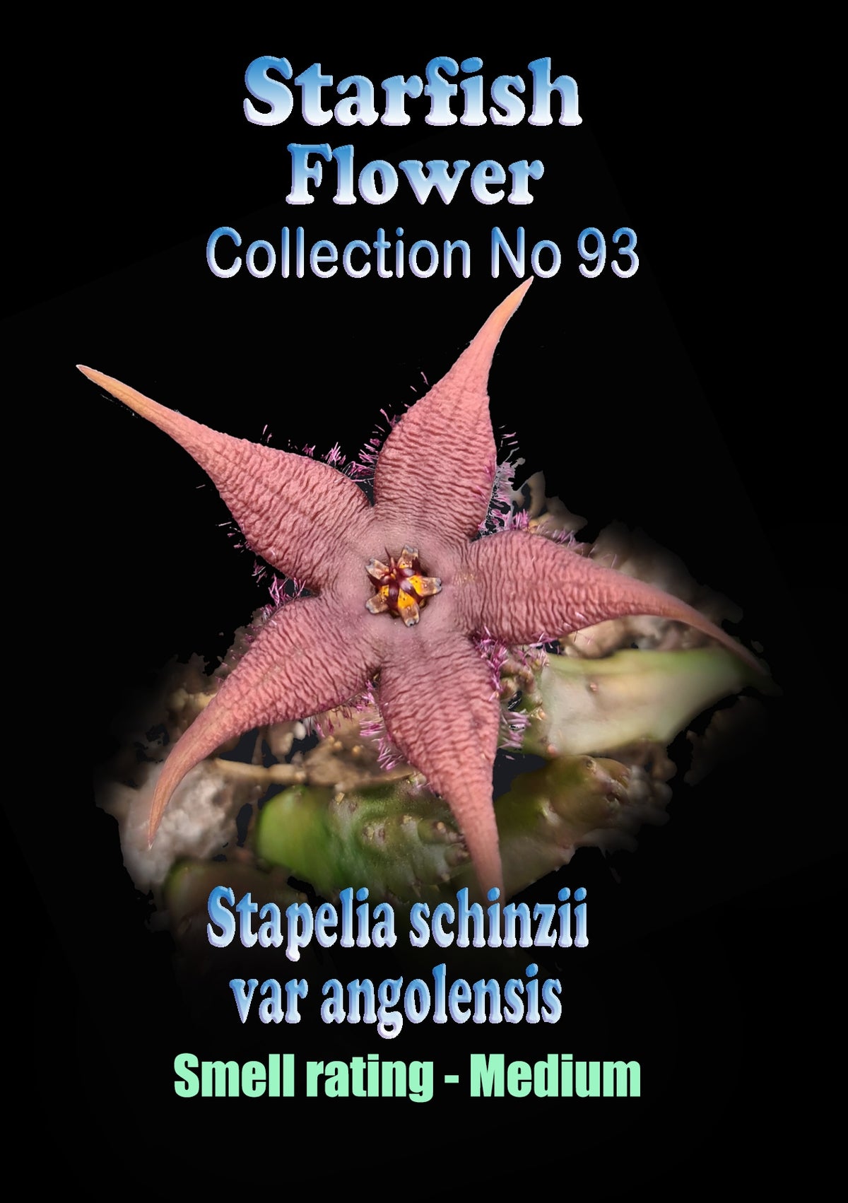 Stapelia schinzii var. angolensis Starfish Flower – Collection No. 93
