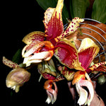 Red and yellow flowers of stanhopea orchid