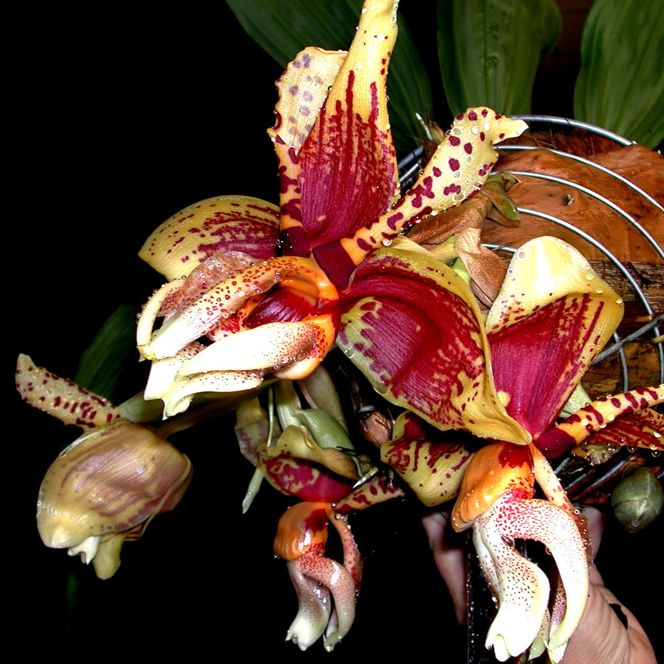 Red and yellow flowers of stanhopea orchid