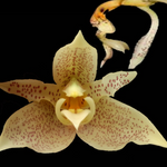 Stanhopea inodora × oculata