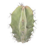 Stenocereus pruinosus