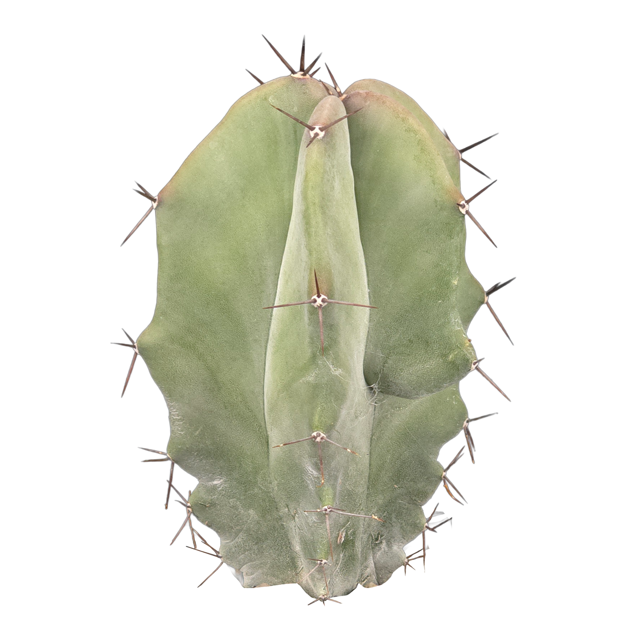 Stenocereus pruinosus