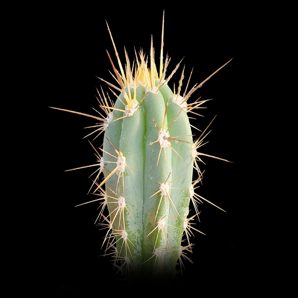 Stetsonia coryne – The Toothpick Cactus