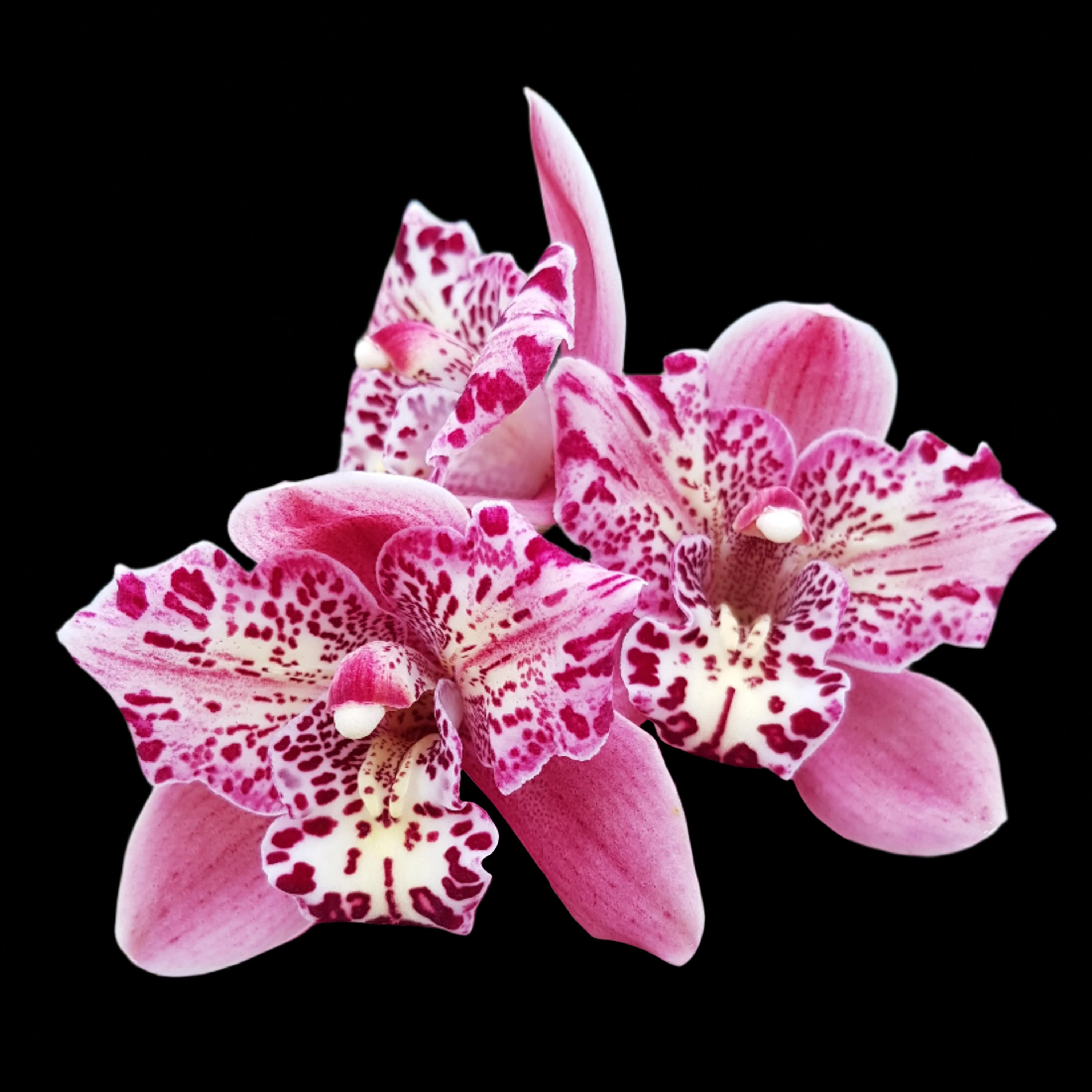 Strathdon Bridge Cymbidium Strathdon 'Cooksbridge Fantasy' – Collectors Online